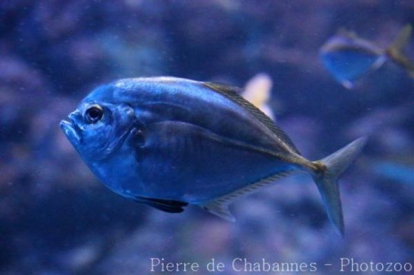 Cleftbelly trevally