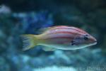 Five-striped hogfish