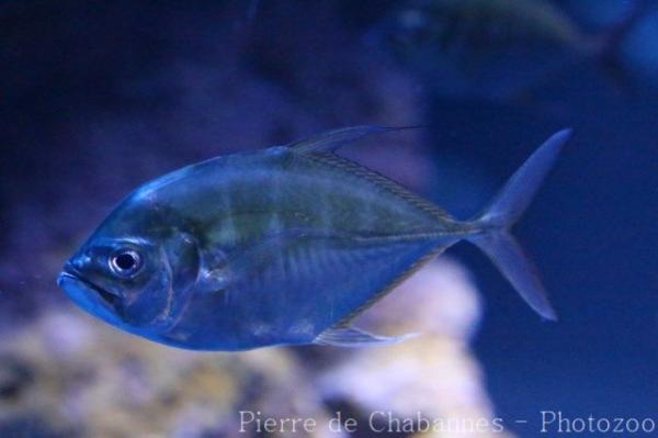 Longfin trevally