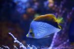 Marquesan butterflyfish