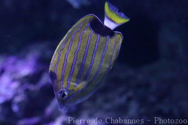 Bluestriped butterflyfish