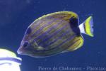 Bluestriped butterflyfish