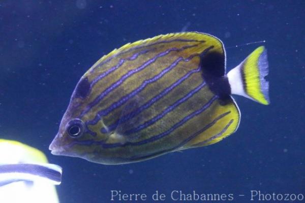 Bluestriped butterflyfish