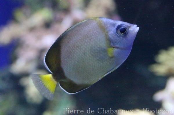 Japanese butterflyfish