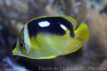 Fourspot butterflyfish