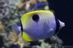 Teardrop butterflyfish