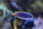 Yellowfin damselfish