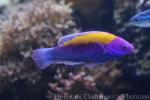 Orangeback fairy wrasse