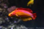 Flame wrasse