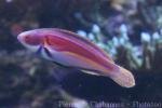 Laboute's wrasse