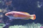 Red-margined wrasse