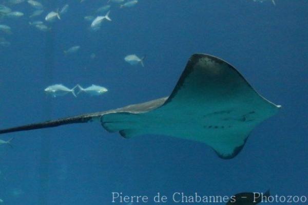 Brown stingray