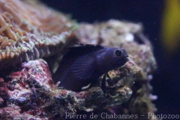 Sailfin blenny