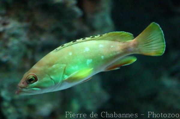 Blacktip grouper