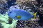 Blue-and-yellow grouper