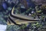 Jack-knifefish