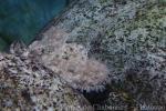 Tasselled wobbegong