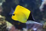 Longnose butterflyfish