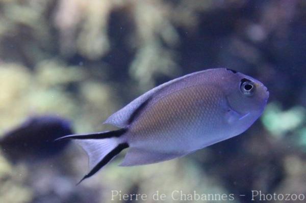 Zebra angelfish