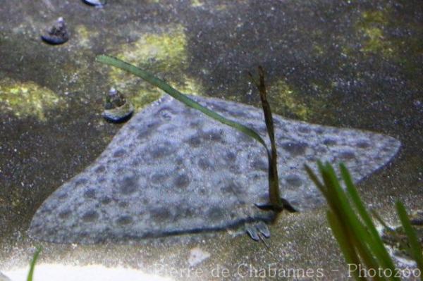 California butterfly ray