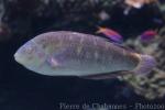 Bubblefin wrasse