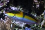 Yellowhead wrasse