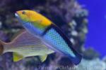 Yellowhead wrasse