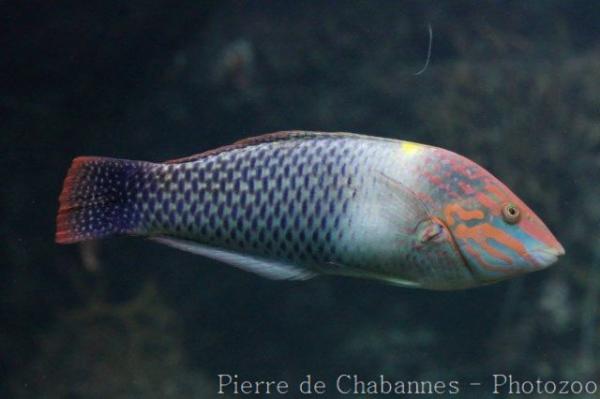 Checkerboard wrasse