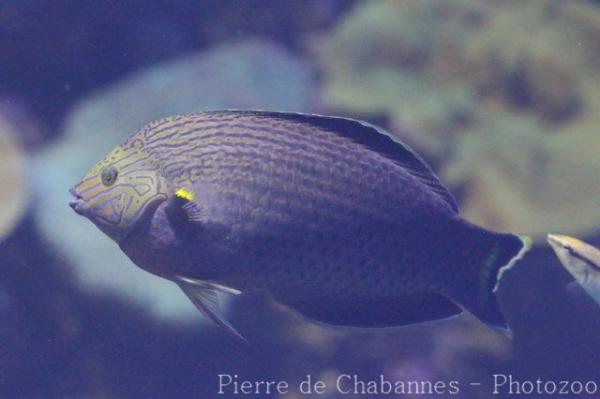 Dusky wrasse