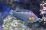 Tail-spot wrasse