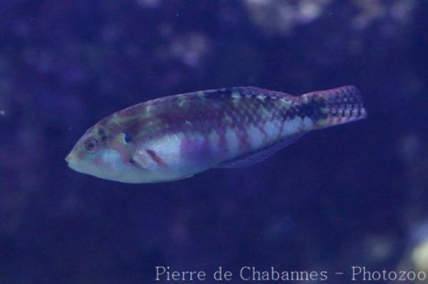 Nebulous wrasse