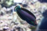 Ornamented wrasse