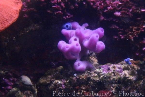 Purple encrusting sponge