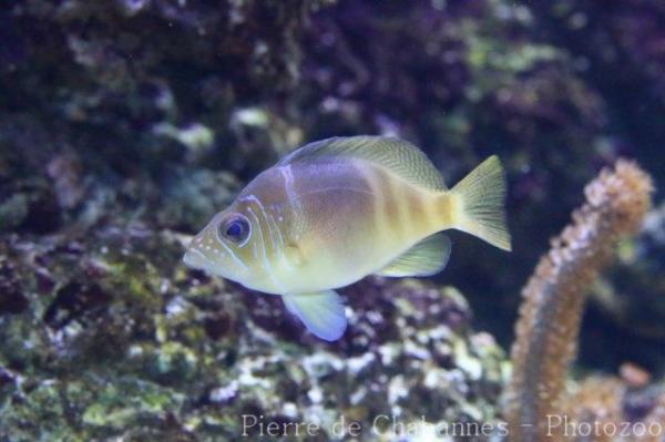 Barred hamlet