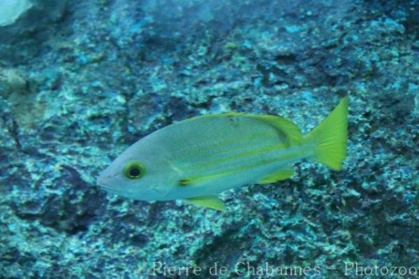 Dory snapper