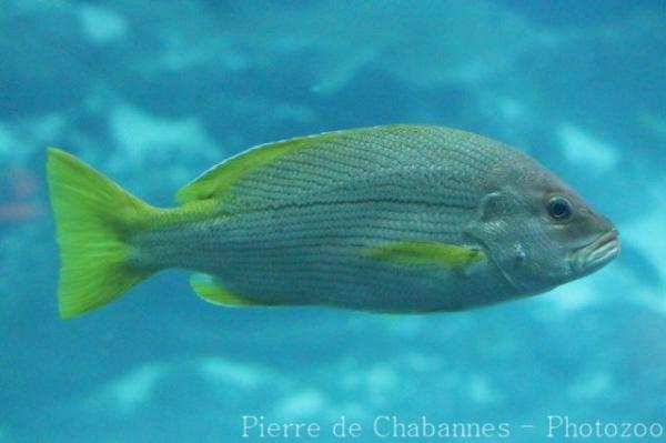 Brownstripe red snapper