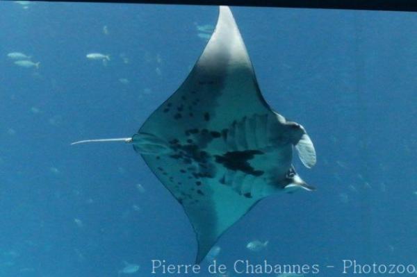 Reef manta ray