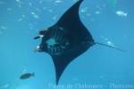 Reef manta ray