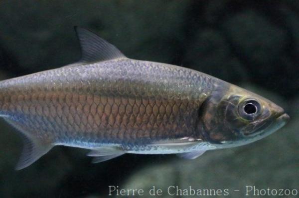 Indo-Pacific tarpon