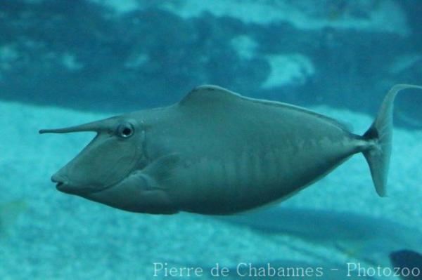 Humpback unicornfish