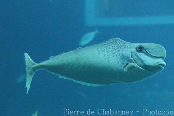 Bulbnose unicornfish