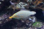 Harlequin filefish