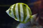 Sixspine butterflyfish