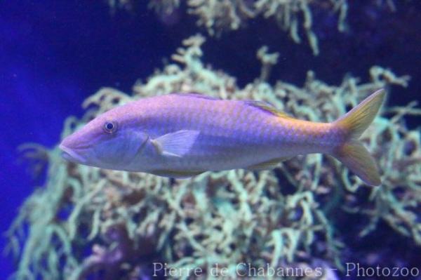 Gold-saddle goatfish