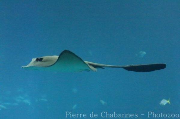 Broad cowtail ray