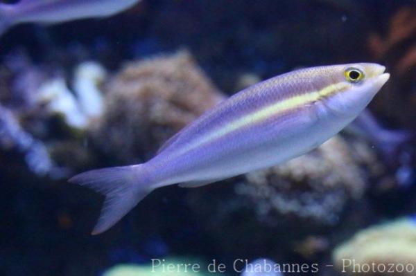 Yellowstripe threadfin bream