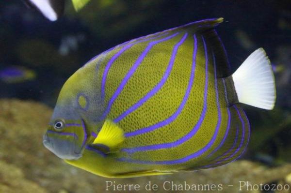 Bluering angelfish