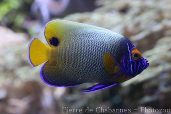 Yellowface angelfish