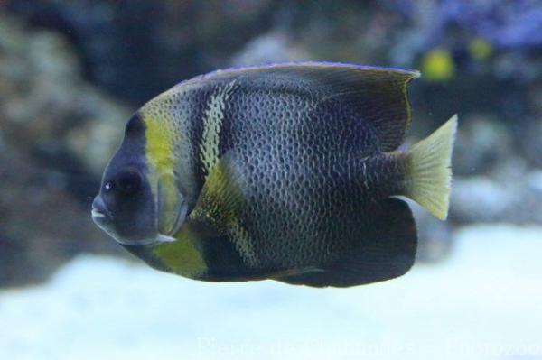 Cortez angelfish