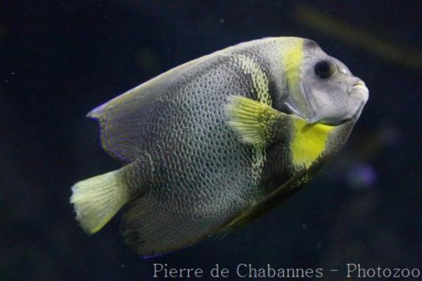 Cortez angelfish